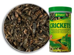 CRICKETS on Sale